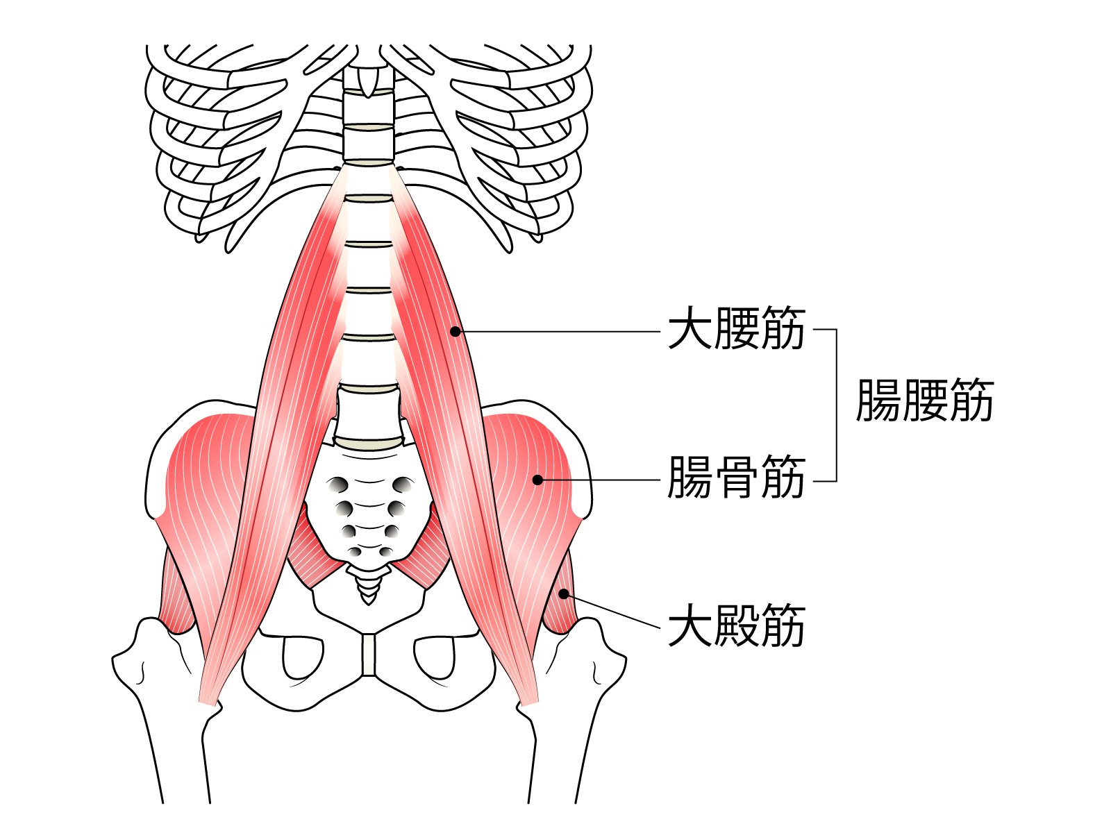 直立二足歩行で重要な腸腰筋！