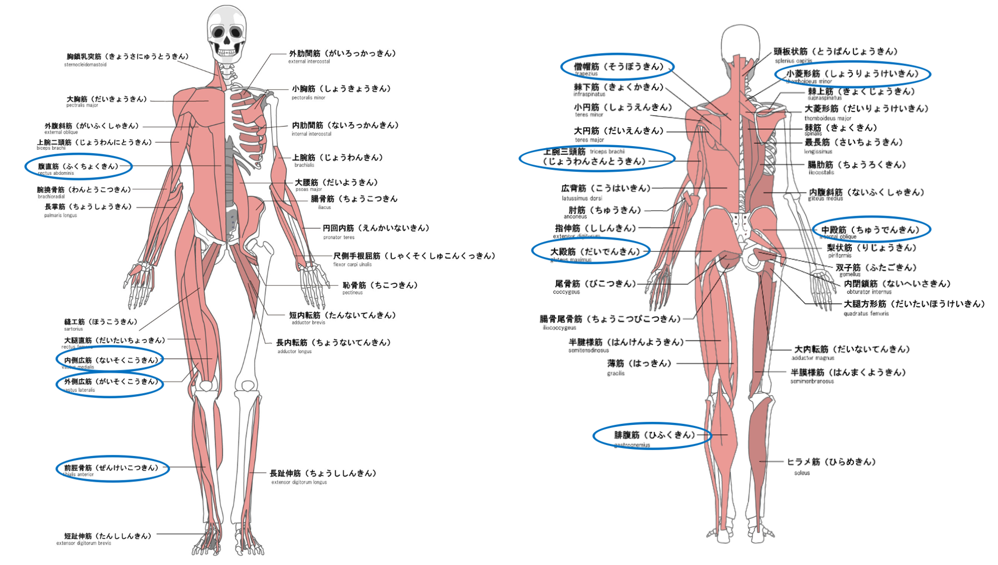 弱くなりやすい筋肉