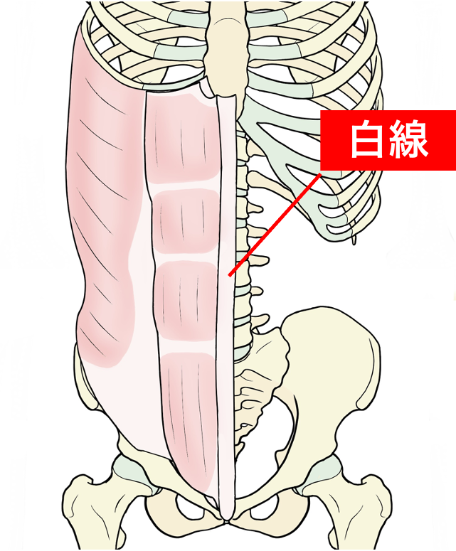 白線のイラスト