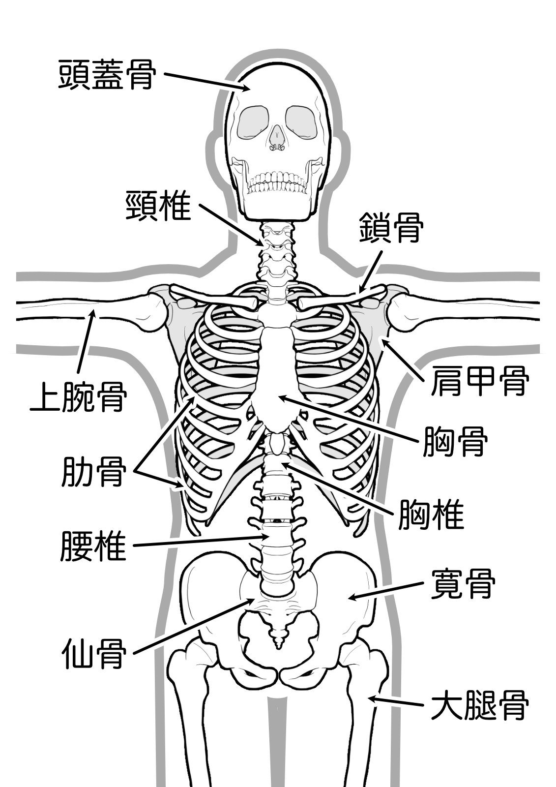 胸郭の基礎解剖