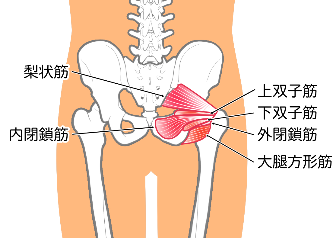 股関節の深層外旋六筋