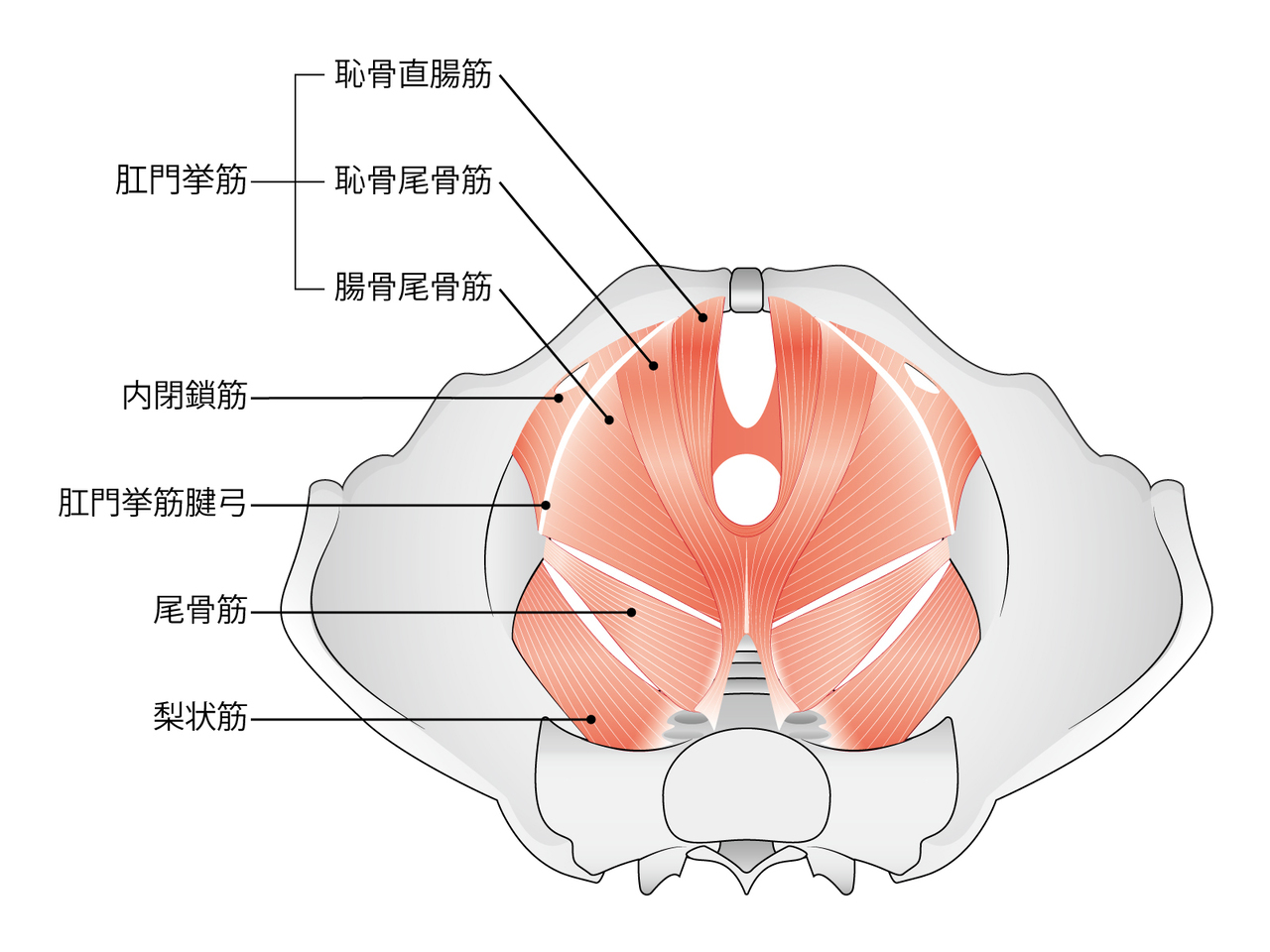 骨盤底筋群