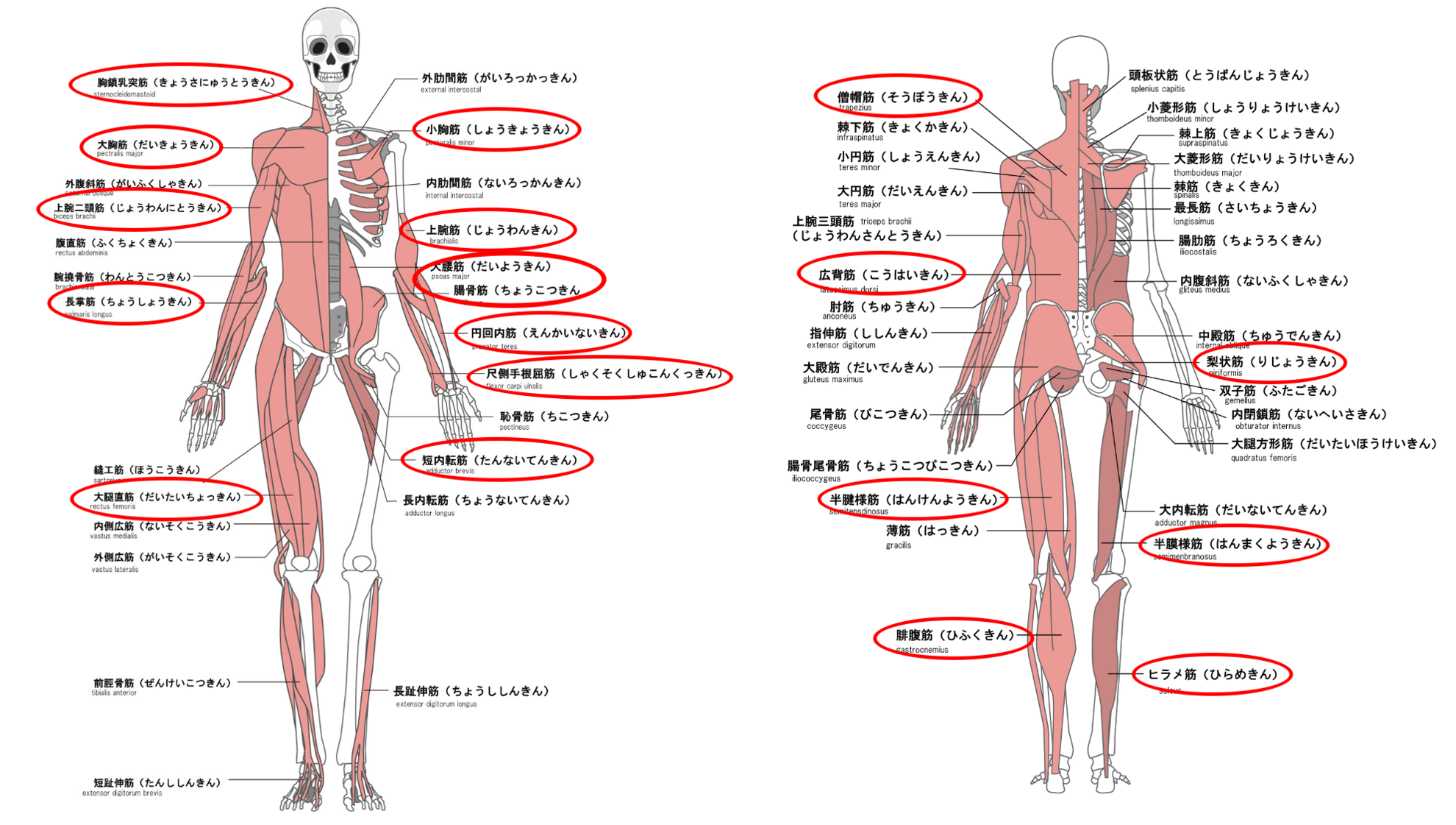 緊張しやすい筋肉