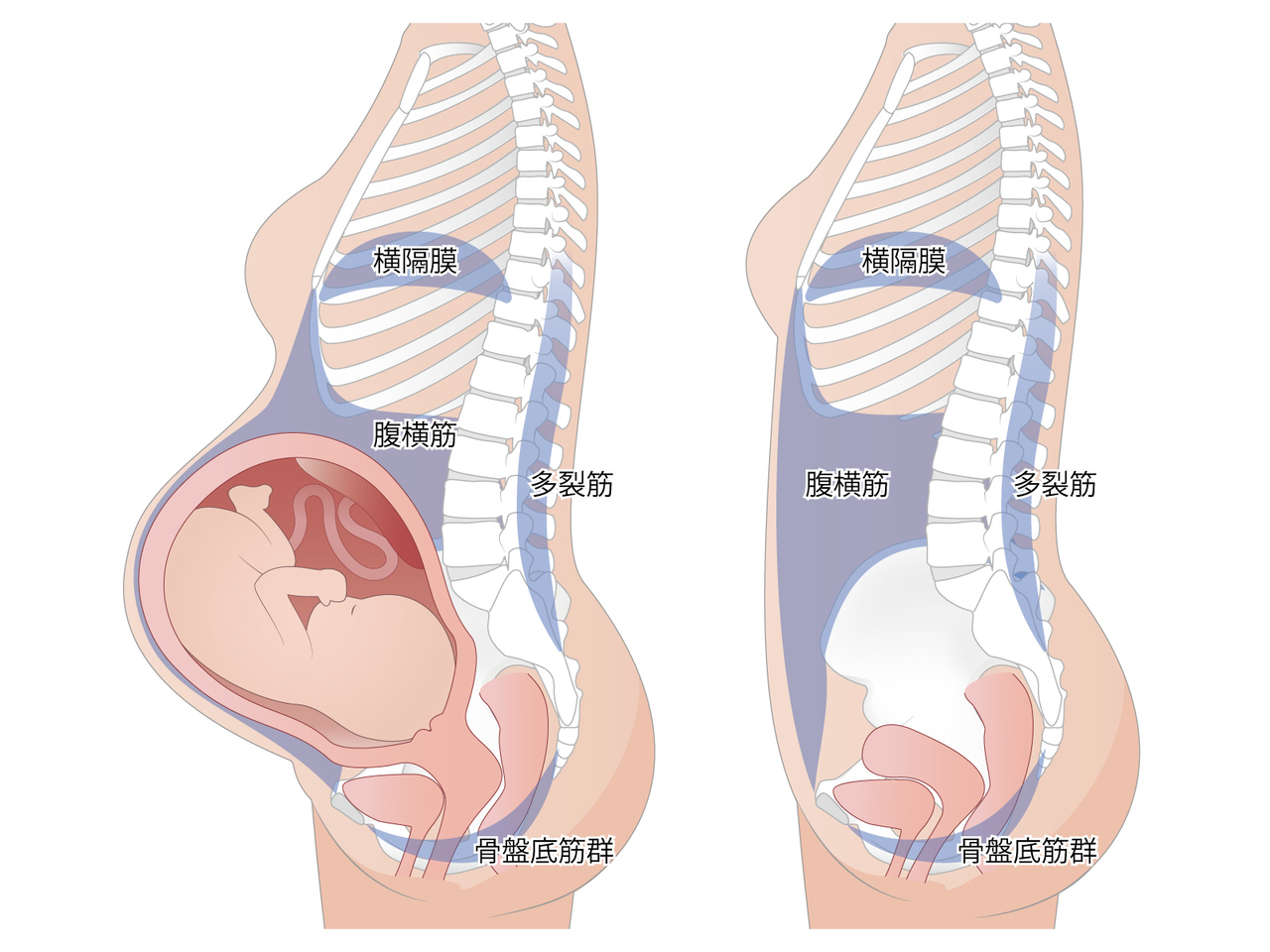 妊娠中に伸ばされるインナーマッスル