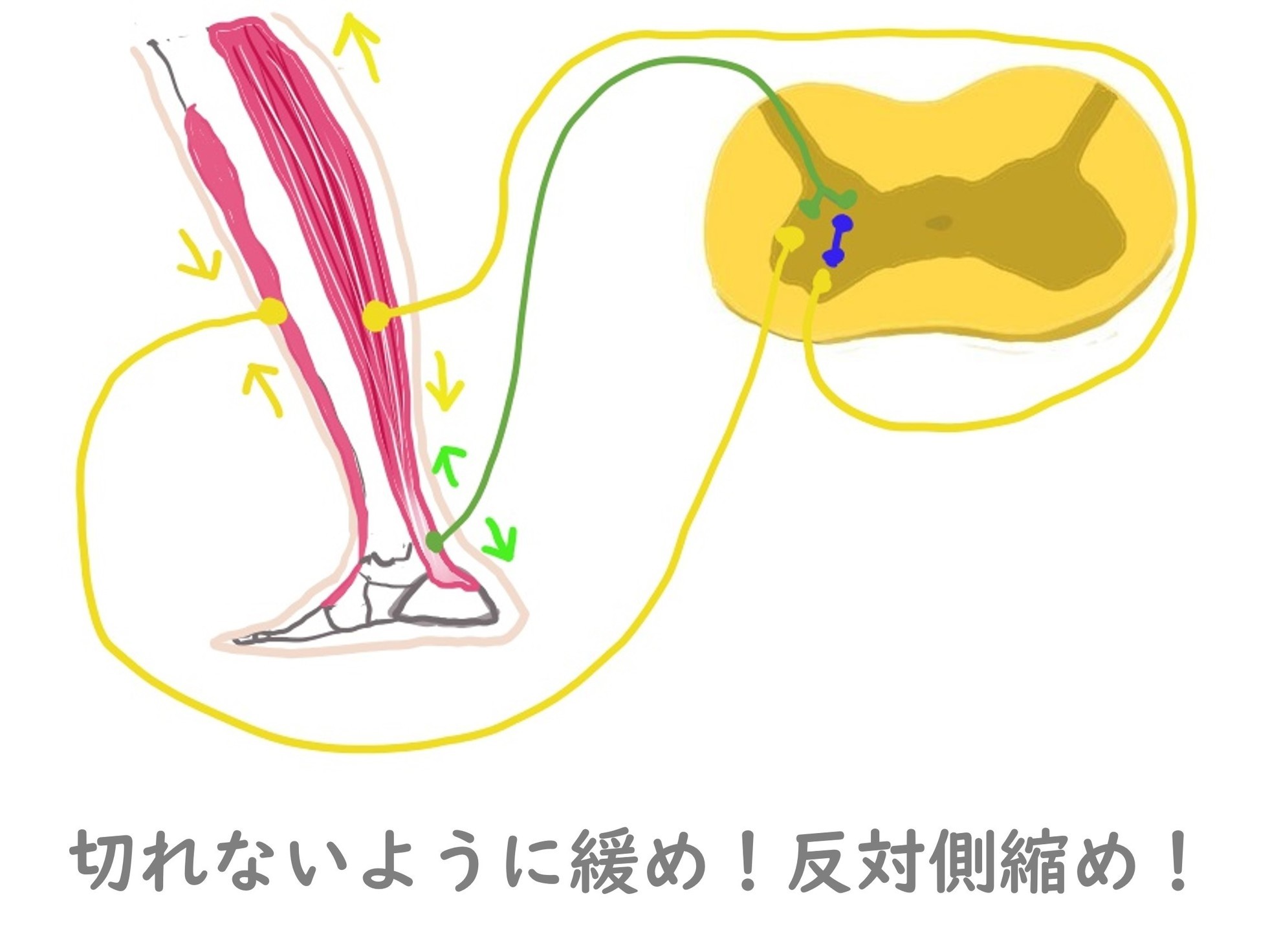 相反神経抑制