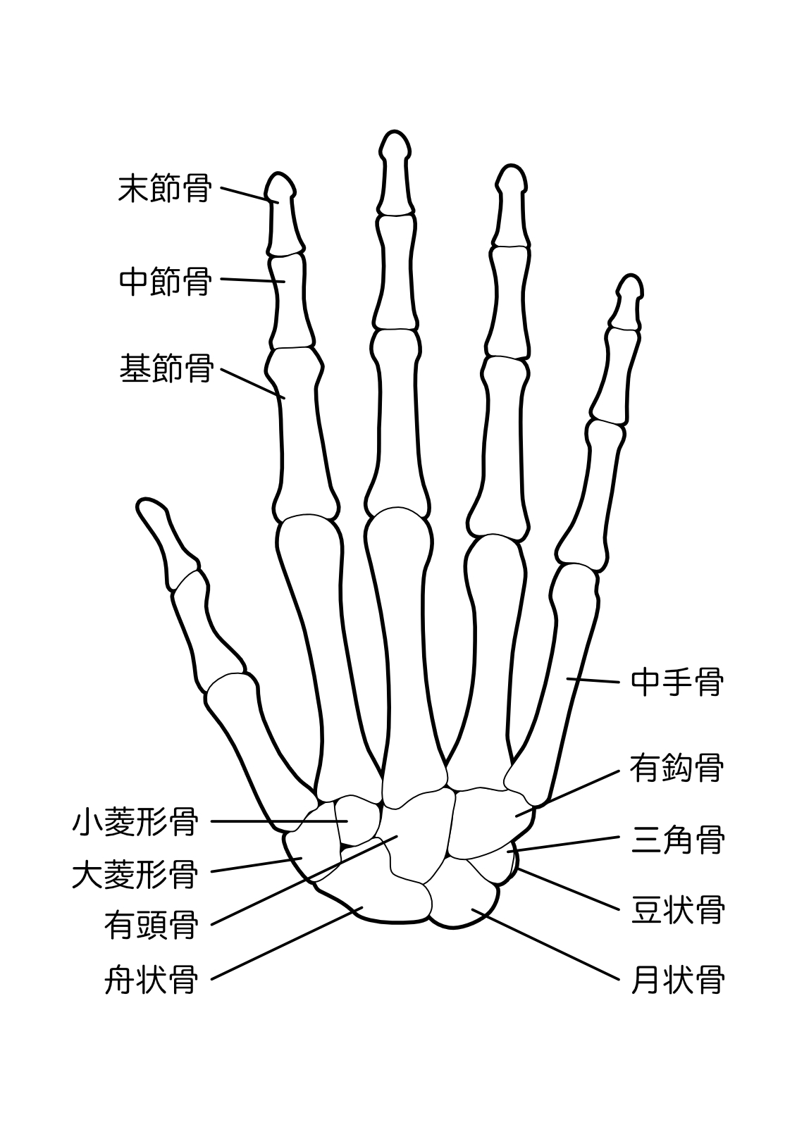 手の骨格
