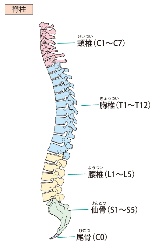 脊柱のイラスト