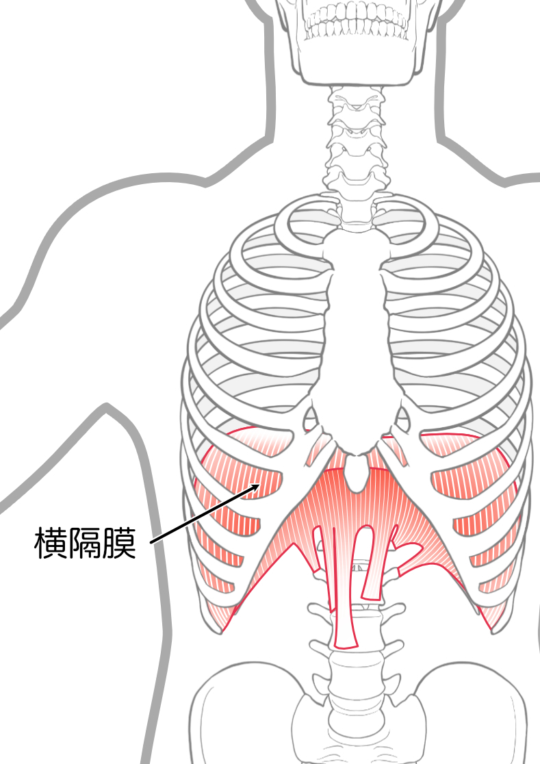 横隔膜の正面からのイラスト