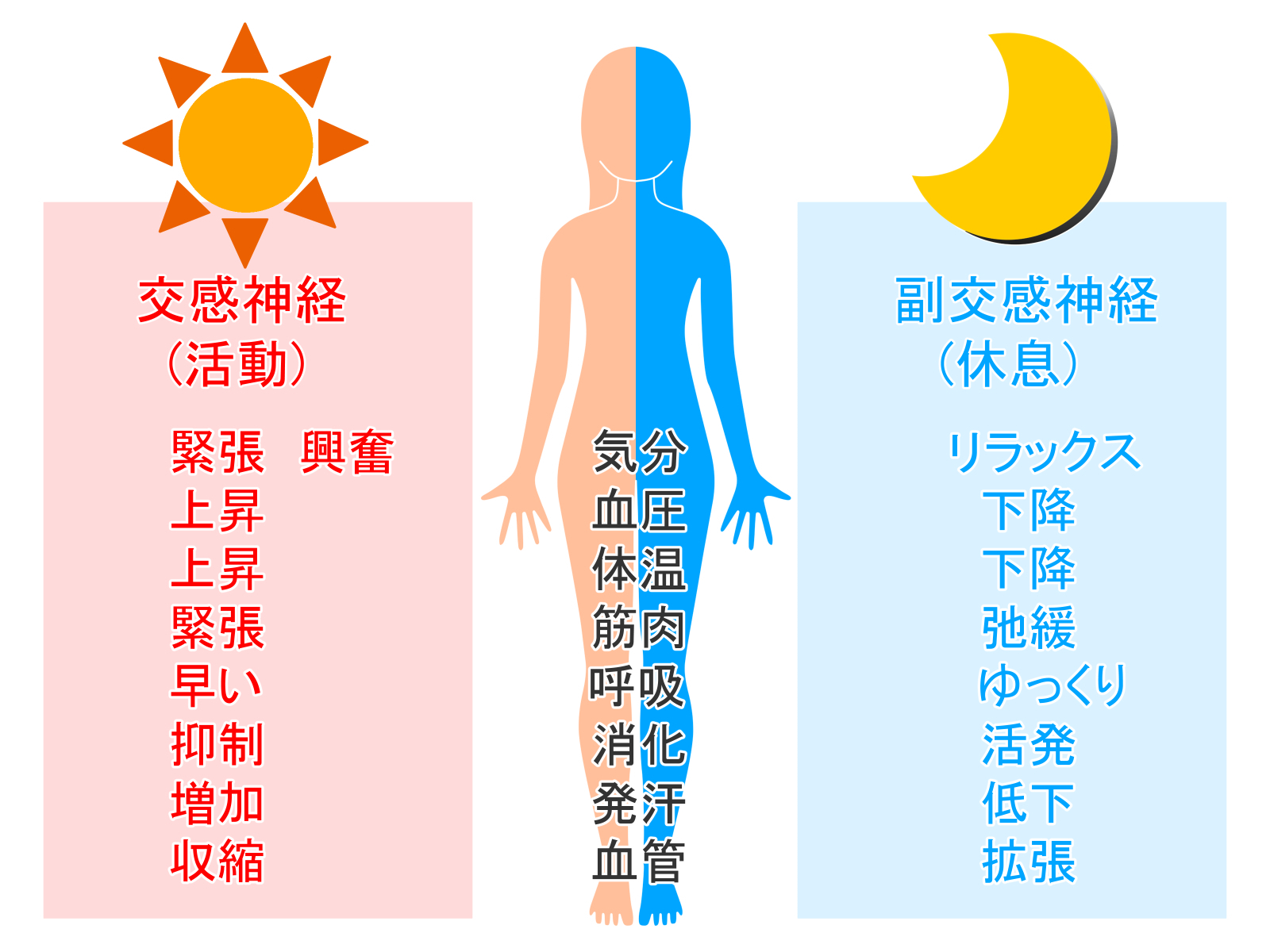 自律神経のバランス