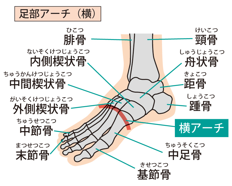 外側縦アーチの構造