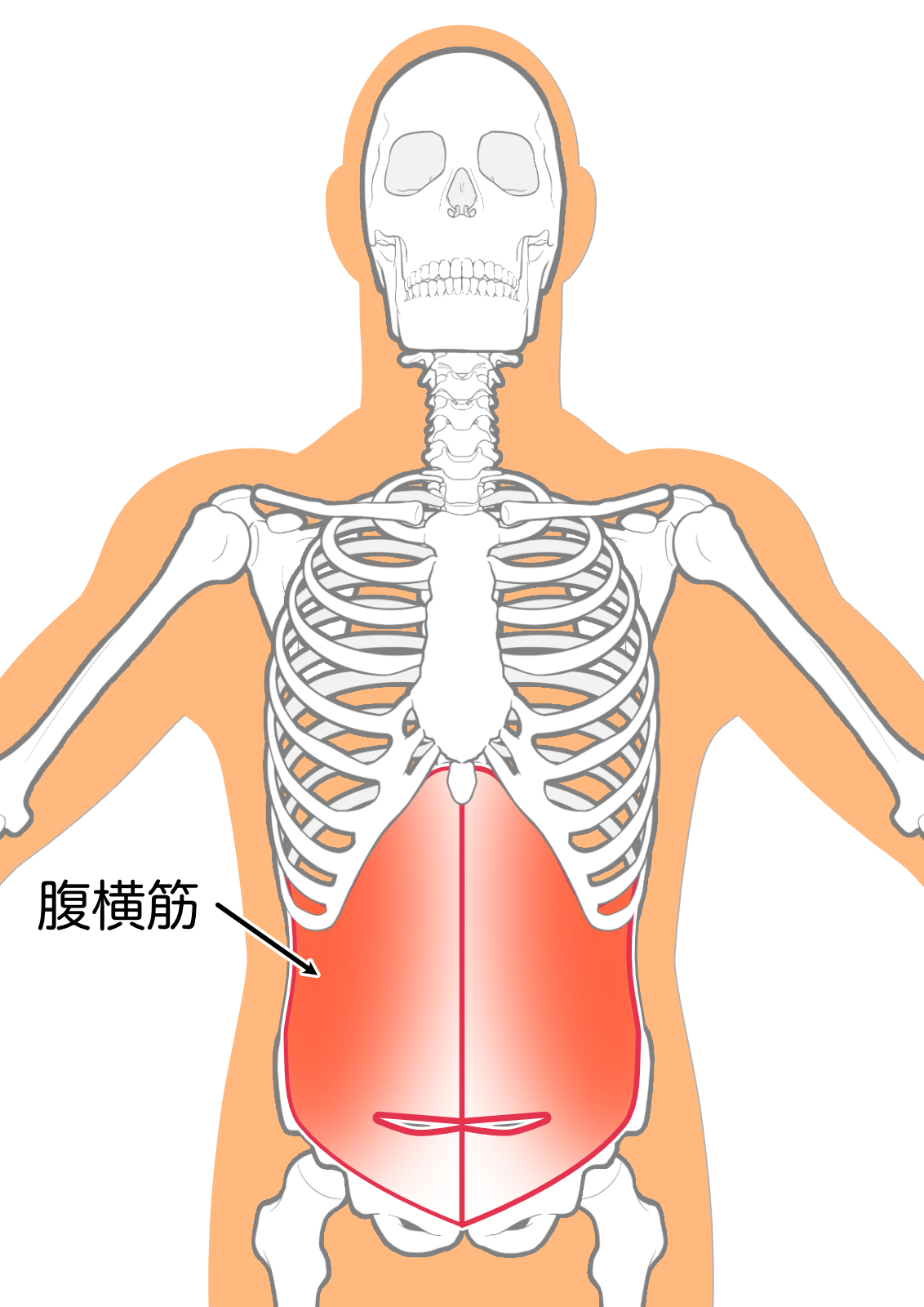 腹横筋