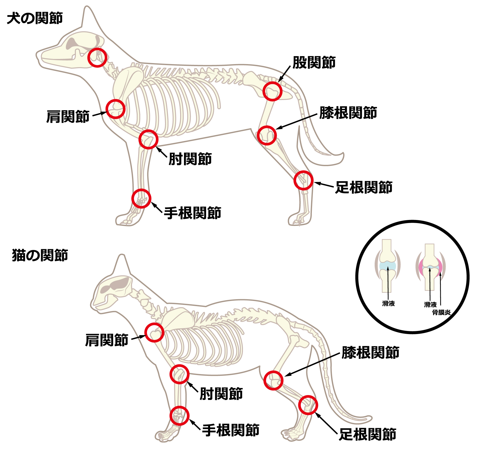 動物の身体の構造