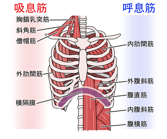 呼吸筋の一覧