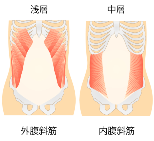 内・外腹斜筋のイラスト