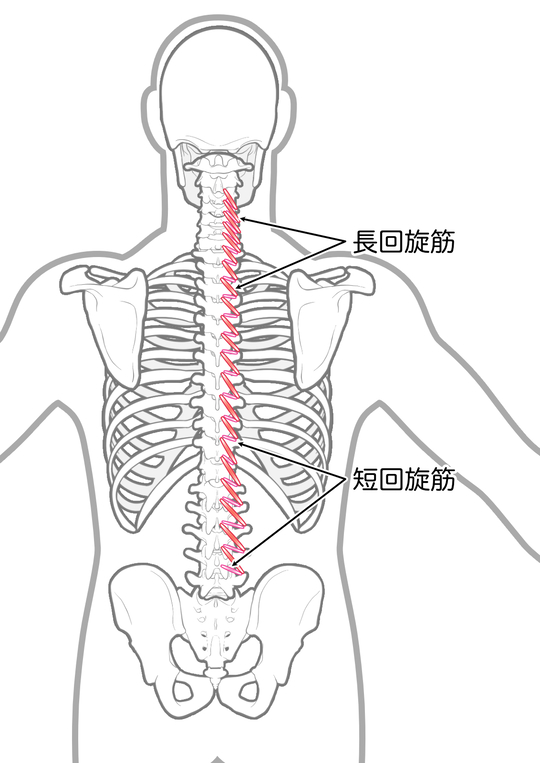 長・短回旋筋のイラスト