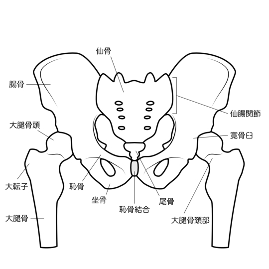 股関節の構造