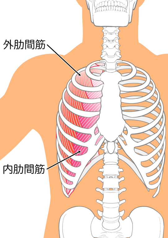 内・外肋間筋のイラスト