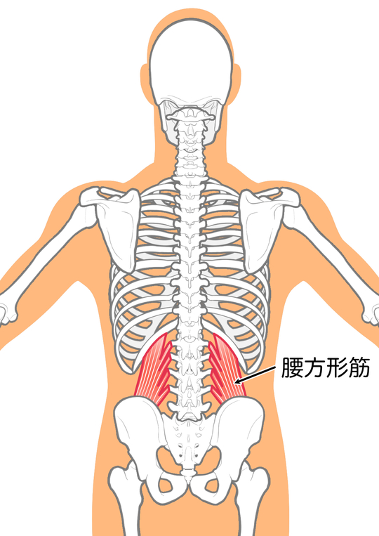 腰方形筋のイラスト