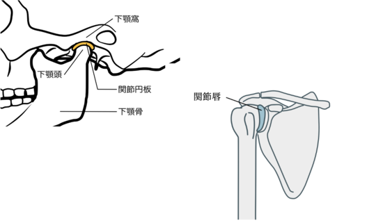 関節円板と関節唇