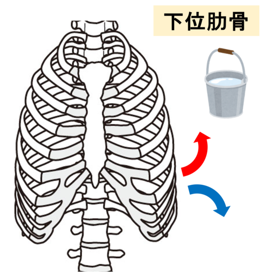 下位肋骨のバケツハンドルモーション