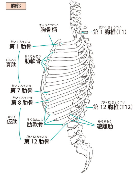 肋骨の基礎解剖