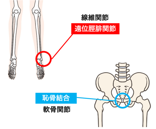 線維関節と軟骨関節