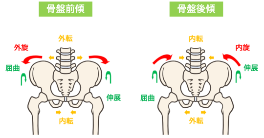 骨盤の3軸の動き