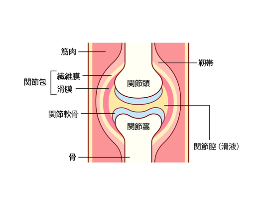 関節の構造