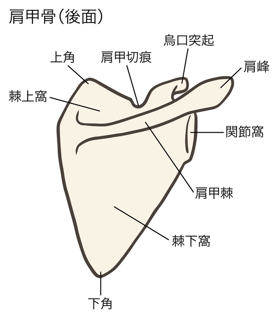 肩甲骨