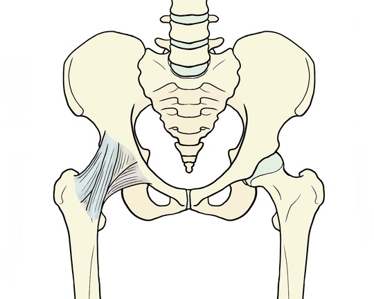 股関節の靱帯