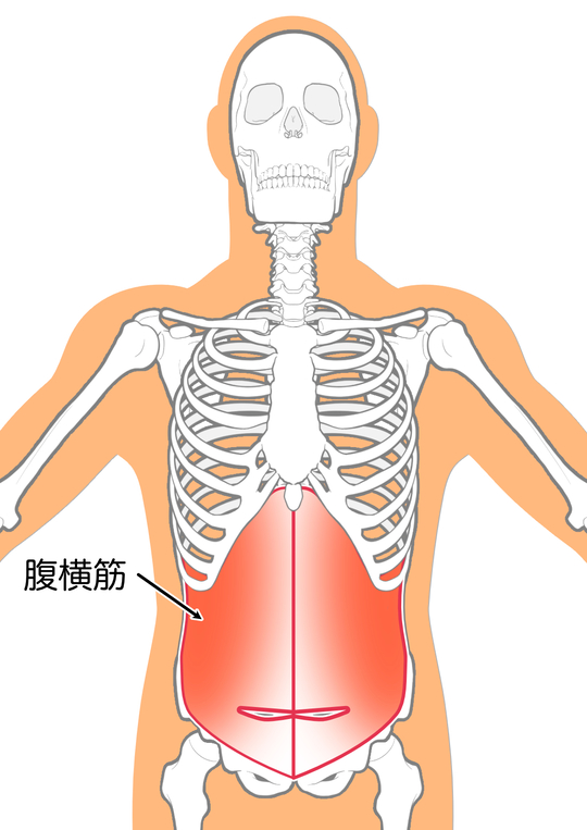 腹横筋
